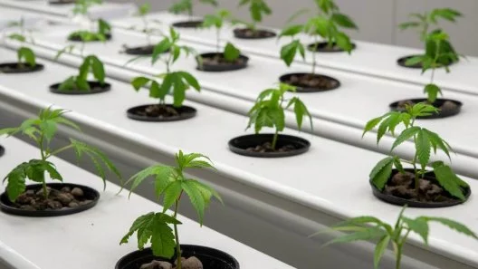 Growing Cannabis: Hydro vs Soil