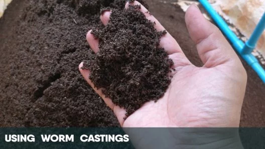 Using Worm Castings in Your Cannabis Grow