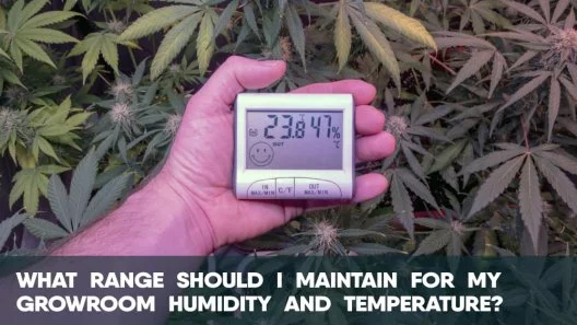 What Range Should I Maintain for My Cannabis Growroom Humidity and Temperature?