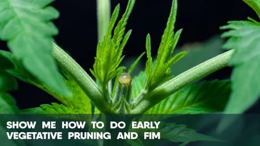Show me how to do early vegetative pruning and FIM