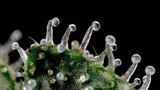 What are Cannabis Trichomes?