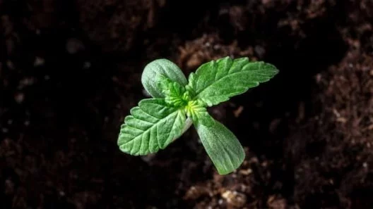 Beginners Guide to Growing Cannabis