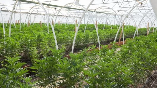 What are the Advantages of Growing Cannabis in a Greenhouse?