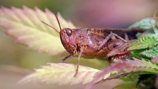 How do I control Grasshoppers On Cannabis?
