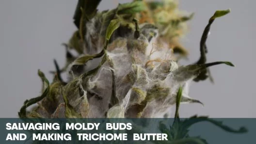 Salvaging Moldy Buds & Making Trichome Butter