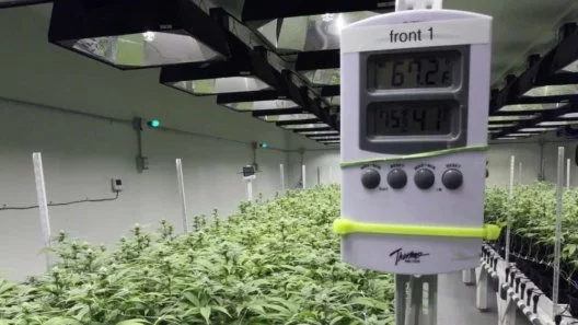 Understanding the Thermal Environment in Cannabis Grow Spaces