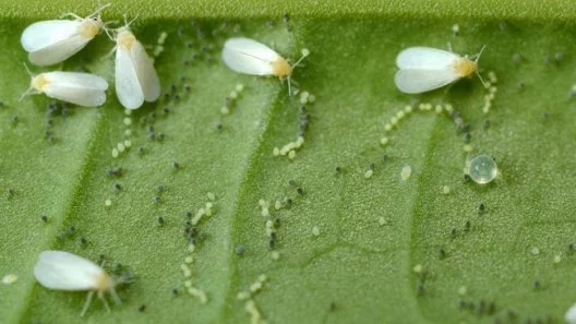How to Kill Whiteflies on Cannabis Plants