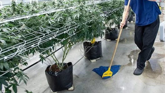 How to Clean Your Cannabis Grow Room After Harvesting