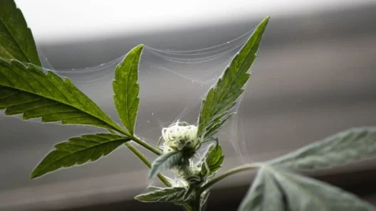 How to Effectively Get Rid of Mites in Indoor Cannabis Gardens
