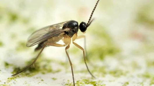 What biological controls are available for fungus gnats?