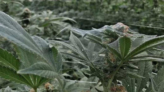 Chimera's Journal on Spider Mites