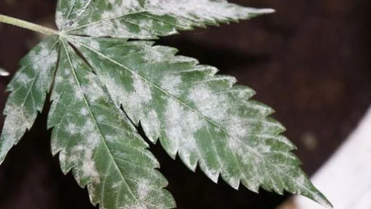 How do I recognize, control, and prevent Powdery Mildew?