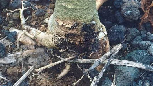 Phytophthora root rot