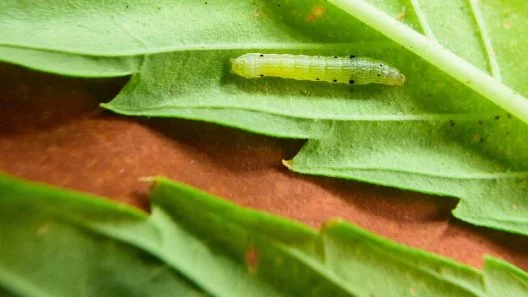 How can I control Caterpillars?