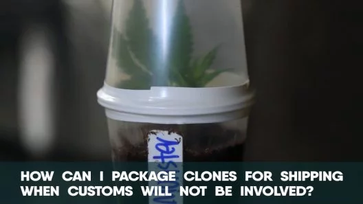 How can I package clones for shipping when customs will not be involved?