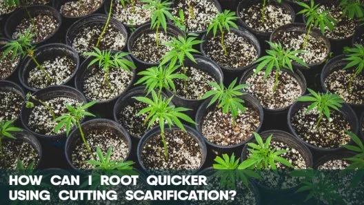 How can I root quicker using cutting scarification?