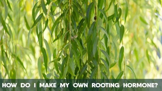 How do I make my own Rooting hormone?