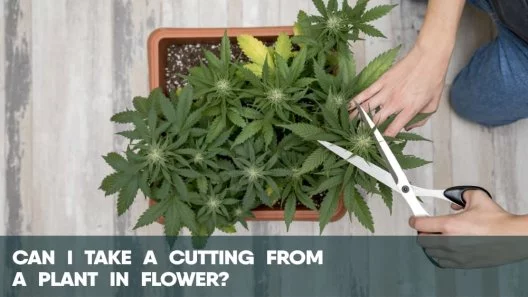 Can I take a cutting from a plant in flower?