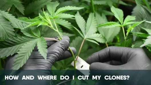 How and where do I cut my cannabis clones?