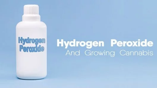 The Cannabis Growers Guide to Hydrogen Peroxide