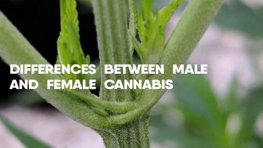 Male Cannabis Plants VS Female Cannabis Plants