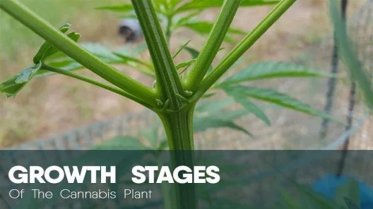 Weed Plant Stages - What Does Cannabis Look Like Week by Week?