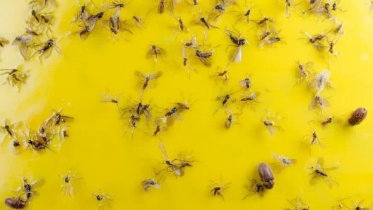 How To Get Rid Of Fungus Gnats In Cannabis Plants