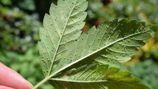 How to Identify and Tackle Aphids on Cannabis Plants