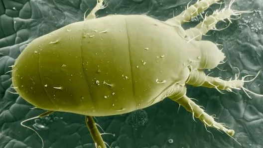 How To Deal With Broad Mites On Cannabis Plants