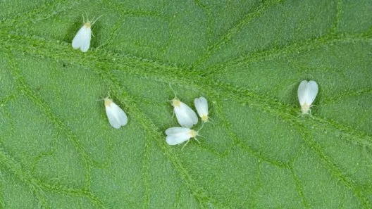 How to Prevent and Treat Whiteflies in Cannabis Plants