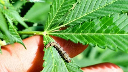 How to Keep Caterpillars Off Your Cannabis Plants