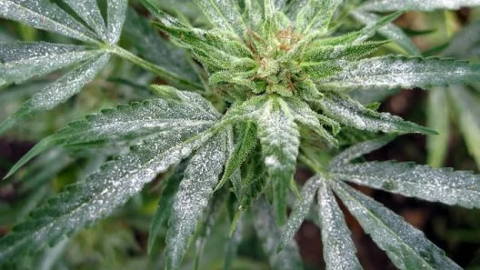 What is Powdery Mildew on Cannabis?