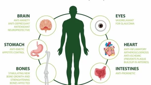 The Science of CBD and Your Endocannabinoid System Explained