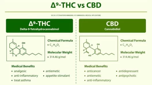CBD vs. THC: Discover the Key Differences and Benefits