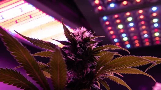 From Seed to Harvest: How Light Spectrum and Intensity Impact Cannabis Growth and Potency