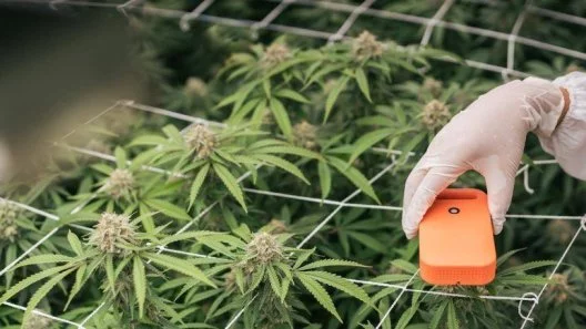 The Ultimate Guide to Balancing Temperature and Humidity for Thriving Cannabis Plants