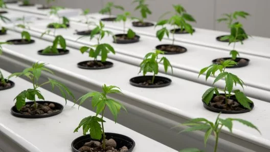 Hydroponics vs. Aeroponics: Which System Takes the Crown in Cannabis Cultivation?