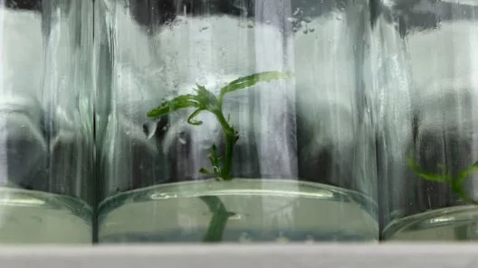 Cannabis Cloning: Dive into the World of Tissue Culture Propagation