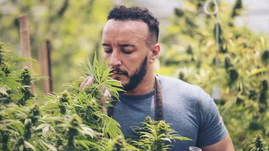 Mastering Organic Cannabis Cultivation Techniques