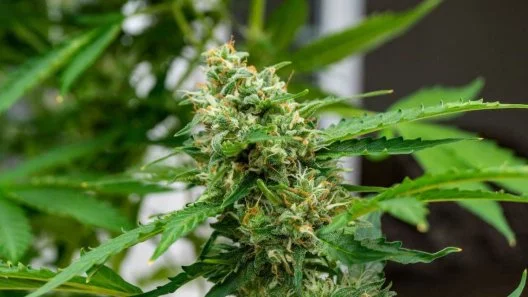 Autoflowering Cannabis Breeding 101: Tips, Tricks, and Insider Secrets Revealed