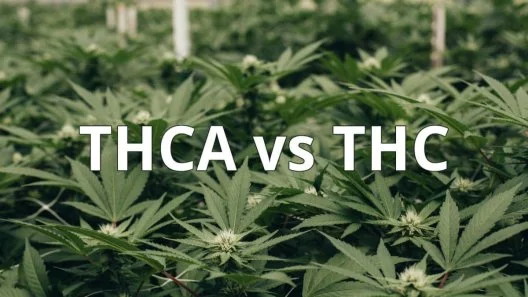 THCA vs. THC: Understanding the Differences