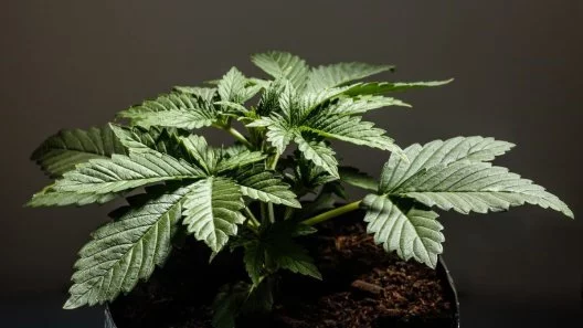 Reviving Your Cannabis: Proven Methods to Fix Stunted Growth