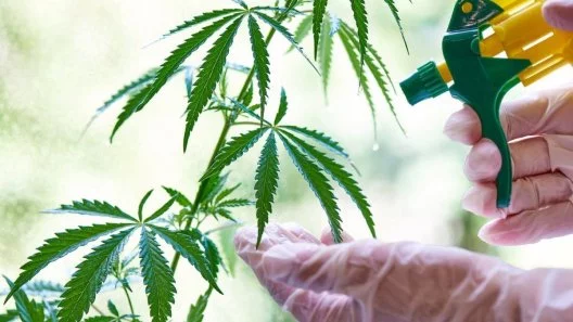 Cannabis Foliar Spraying: An Overview