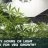 How Many Hours of Light Do I Need for Cannabis Veg Growth?