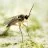 What biological controls are available for fungus gnats?