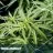 What is Cannabis Trellising?