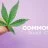 Common FAQ About Cannabis