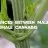 Male Cannabis Plants VS Female Cannabis Plants