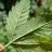 How to Identify and Tackle Aphids on Cannabis Plants
