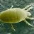 How To Deal With Broad Mites On Cannabis Plants